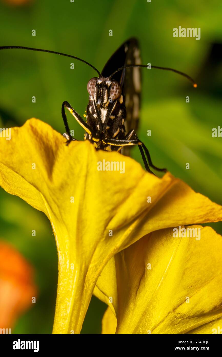 Papillon de Corbeau reposant sur une fleur jaune avec des antennes pointues Banque D'Images