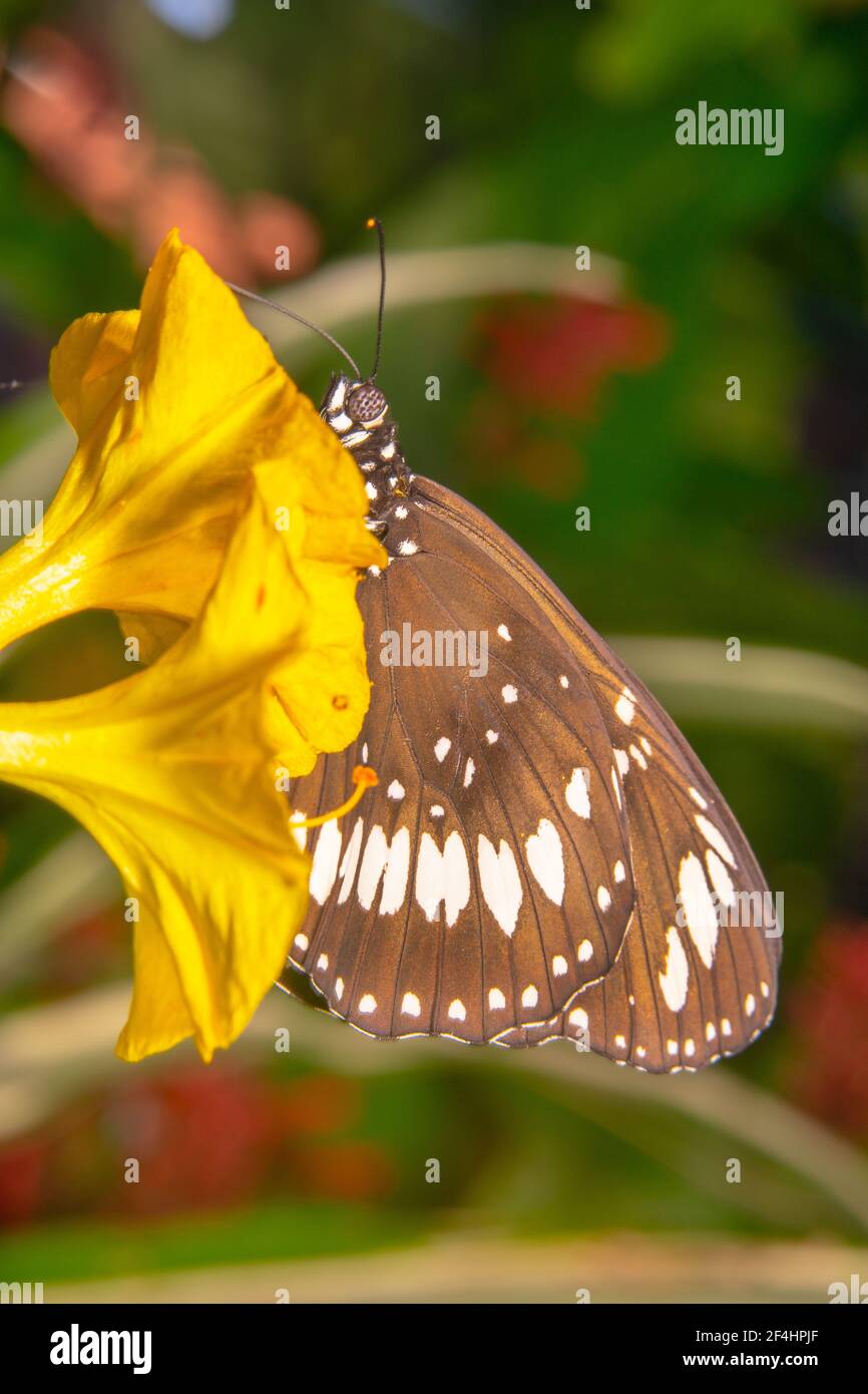 Photo portrait d'un papillon noir avec des taches blanches buvant du nectar. Banque D'Images