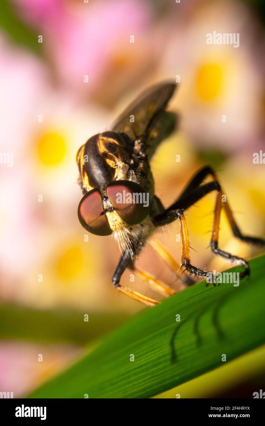 Prise de vue intégrale d'une mouche à vol qualifié avec dos humpé et fond de fleur Banque D'Images