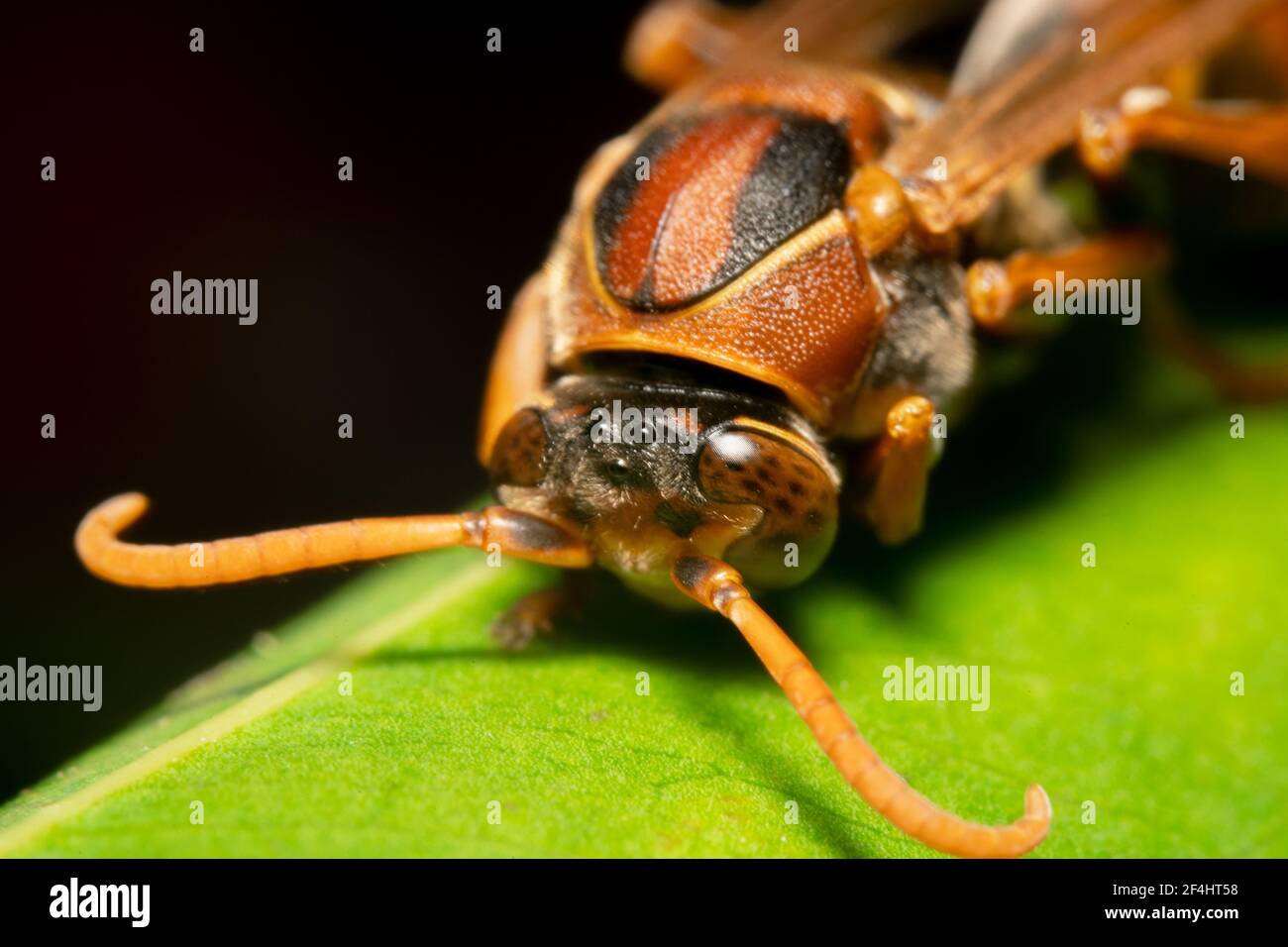 Tête d'une guêpe orange et noire potter jaune antennes Banque D'Images