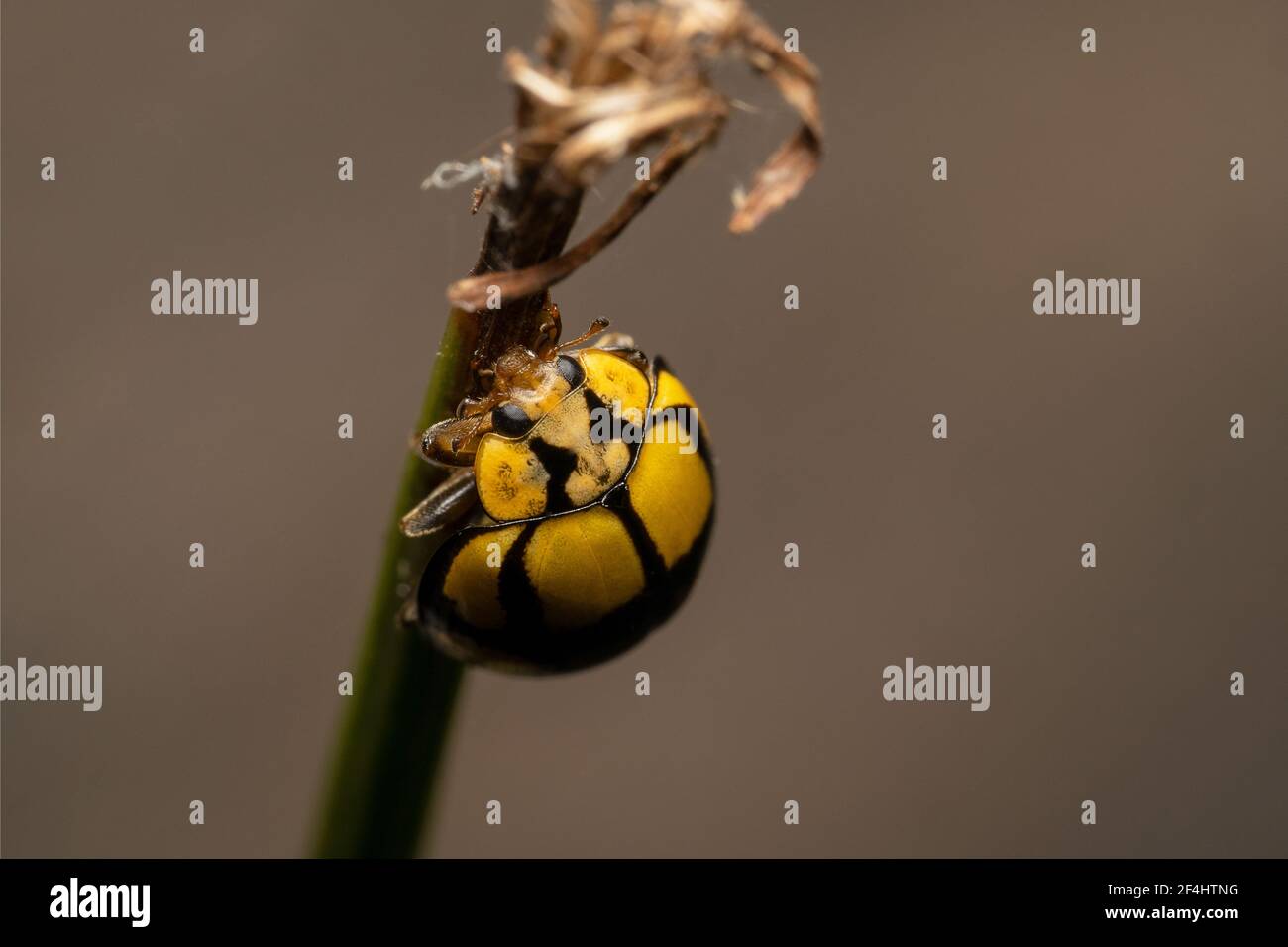 Coccinellidae ladybug rayé jaune et noir grimpant une plante sèche Banque D'Images