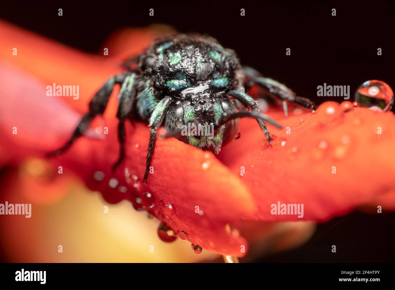 Thyreus nitidulus Neon Cuckoo Bee/rayé bleu et noir abeille petit matin avec rosée de l'eau Banque D'Images