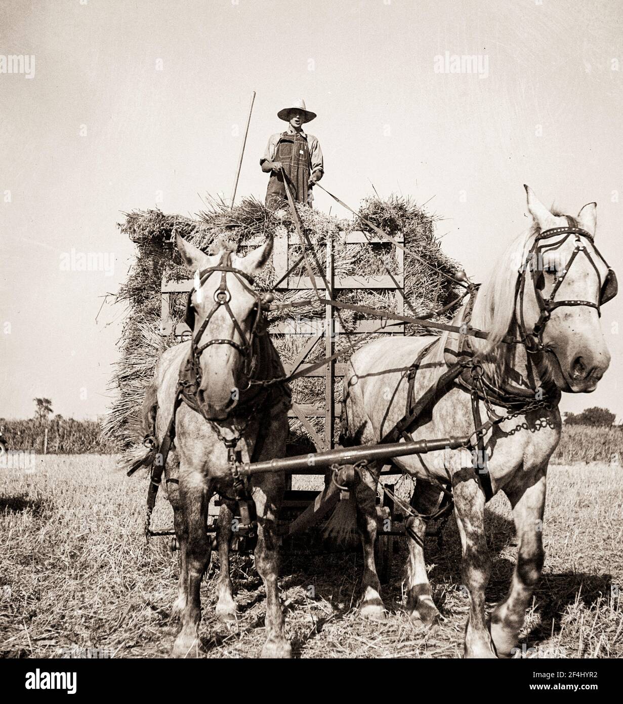 Récolte de l'avoine. Clayton, Indiana. Juillet 1936. Photo de Dorothea Lange. Banque D'Images