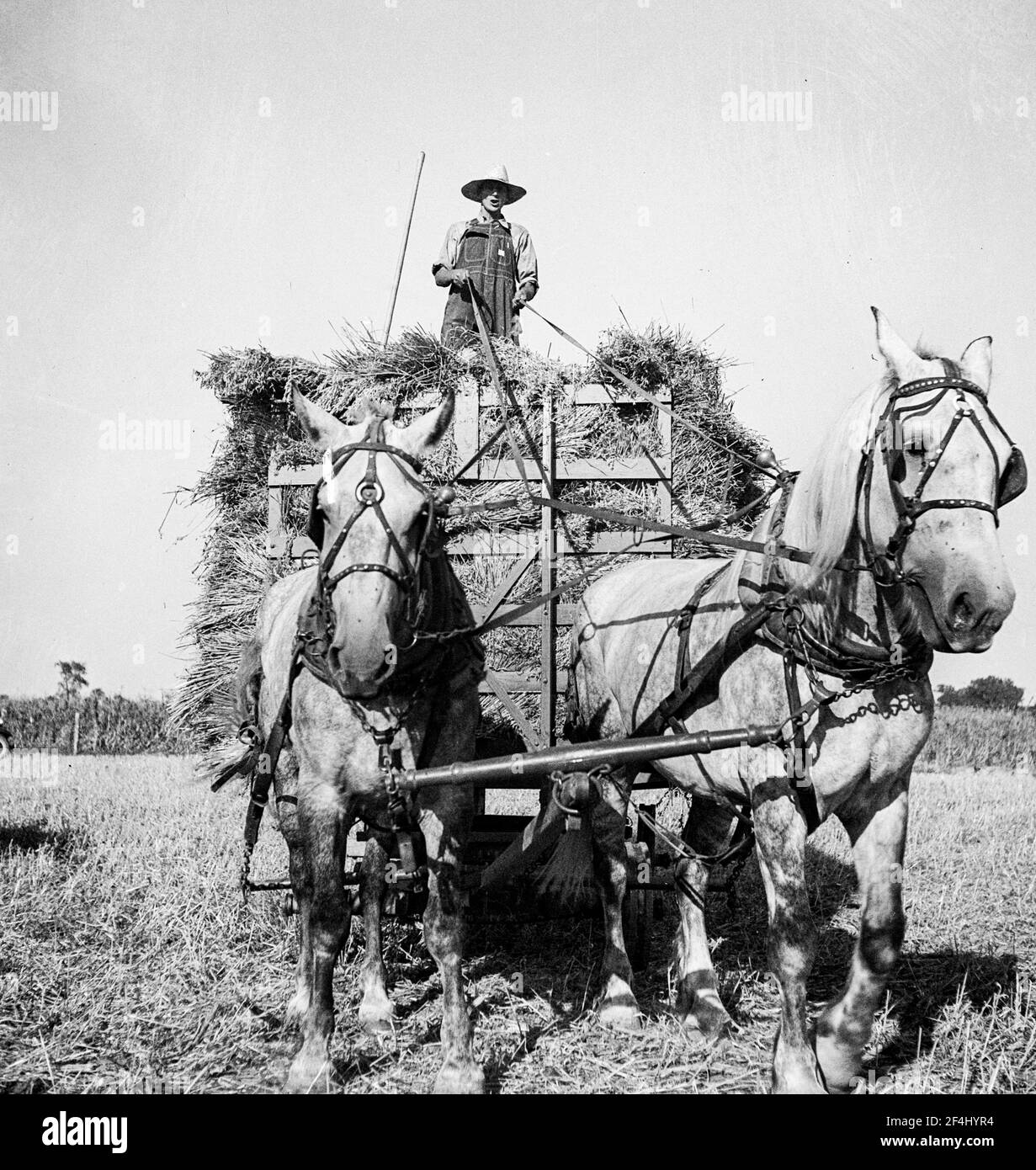 Récolte de l'avoine. Clayton, Indiana. Juillet 1936. Photo de Dorothea Lange. Banque D'Images