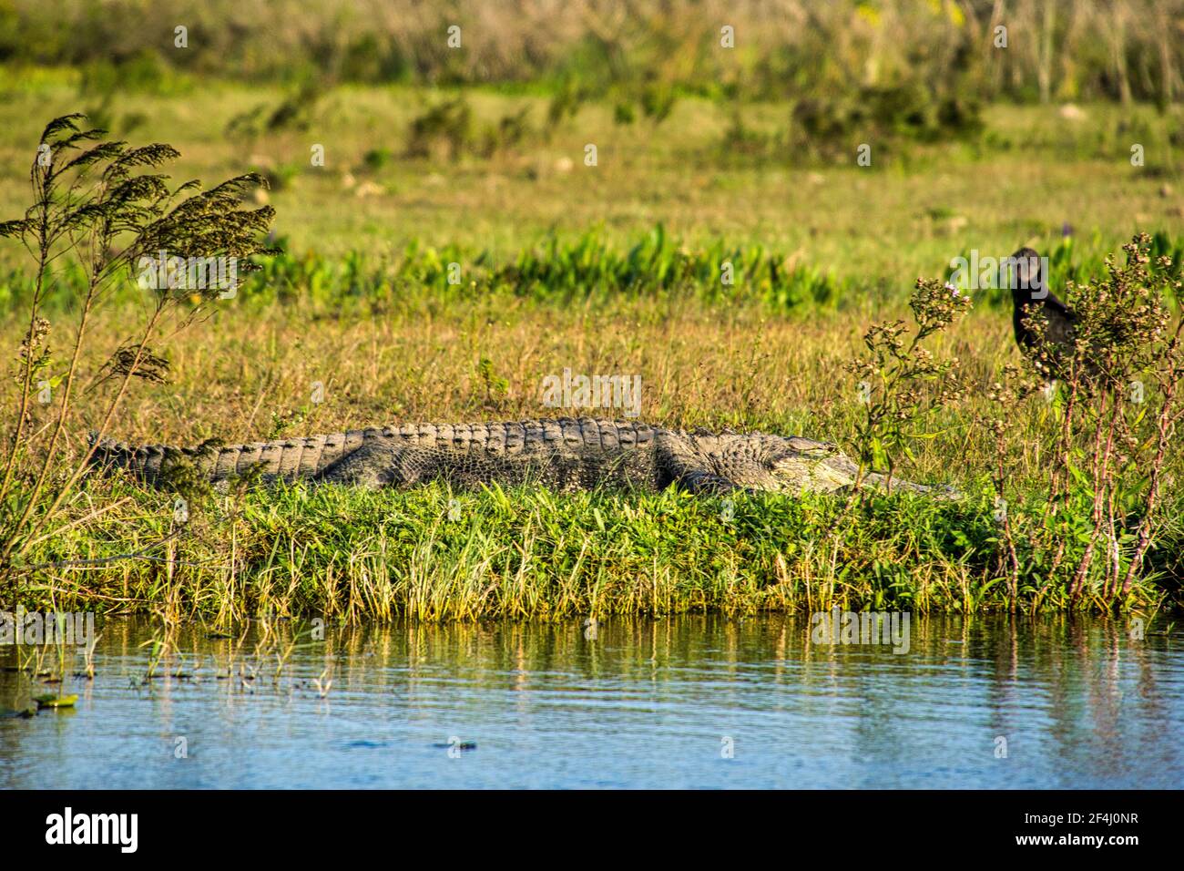 Un alligator vu à partir d'un hydroglisseur près de la tribu Seminole de la Floride Billie Swamp Safari. Banque D'Images