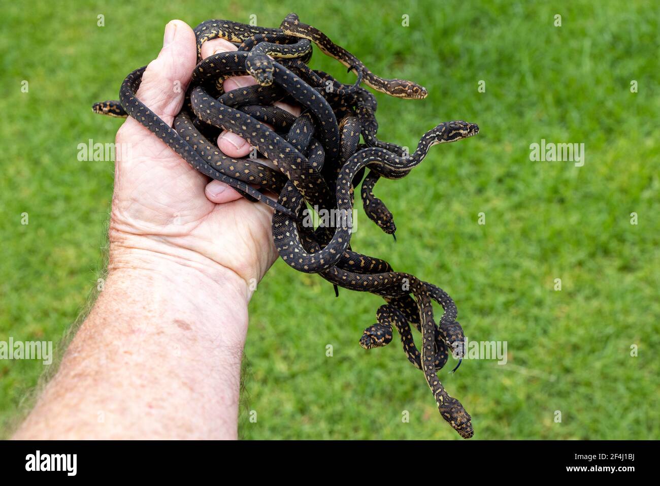 Personne tenant des pythons de diamant à hayon Banque D'Images