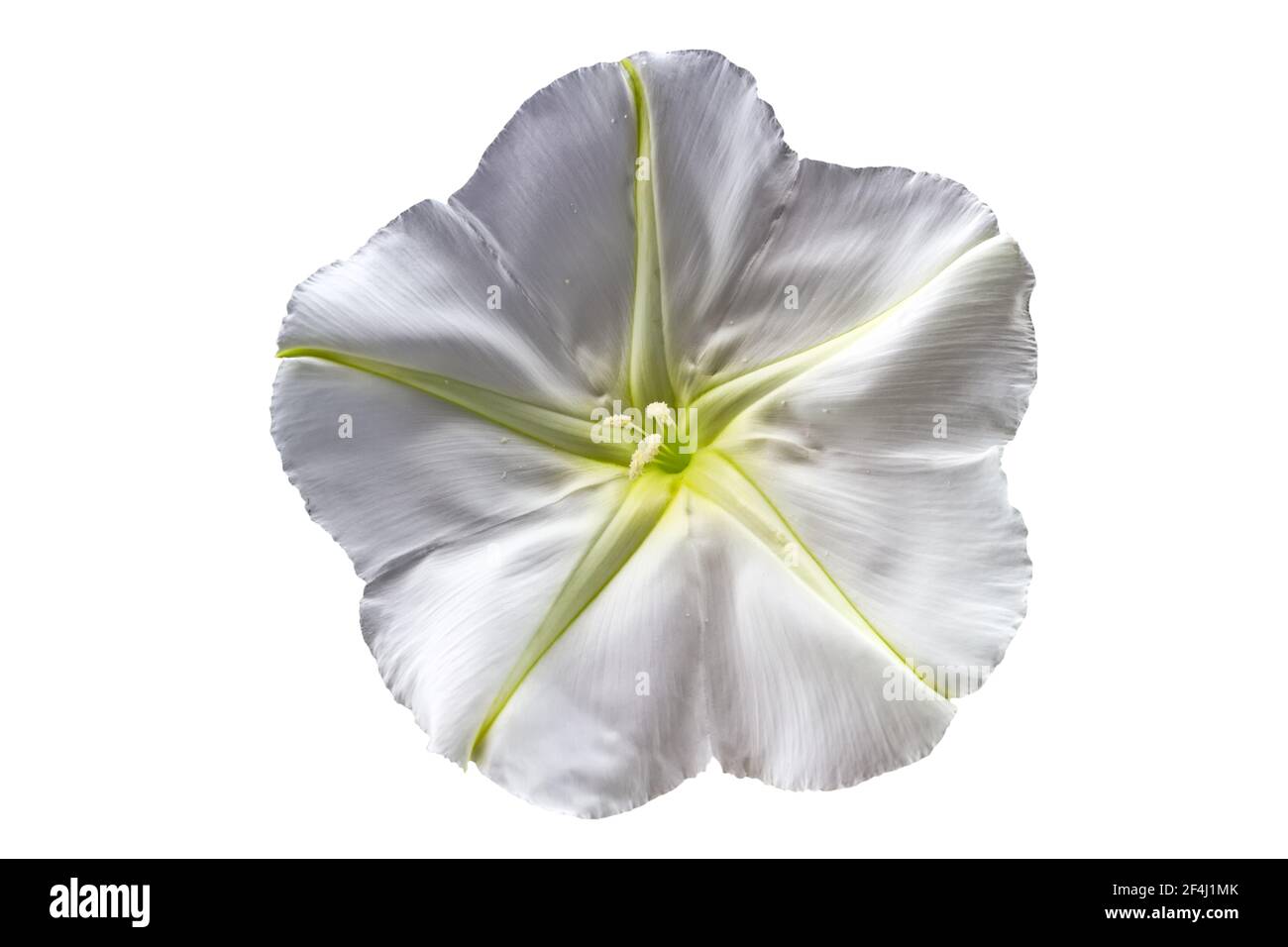 Gros plan Ipomoea alba sur fond blanc.enregistré avec le masque. Banque D'Images