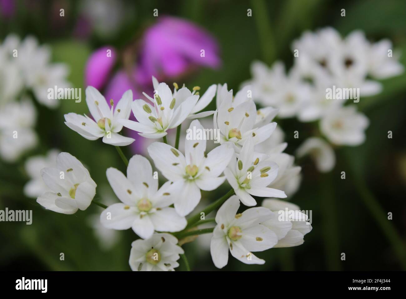 PAS D'ABEILLE PAS DE MIEL PAS DE TRAVAIL PAS D'ARGENT Banque D'Images