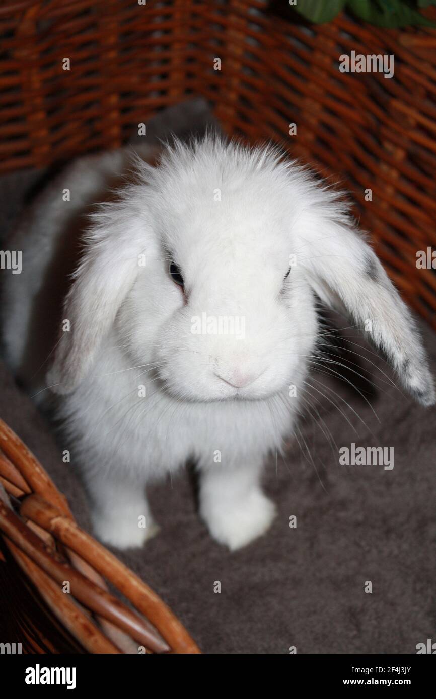 Bébé femelle Arlequin et lapin blanc Holland assis En panier en osier Oryctolagus cuniculus Banque D'Images