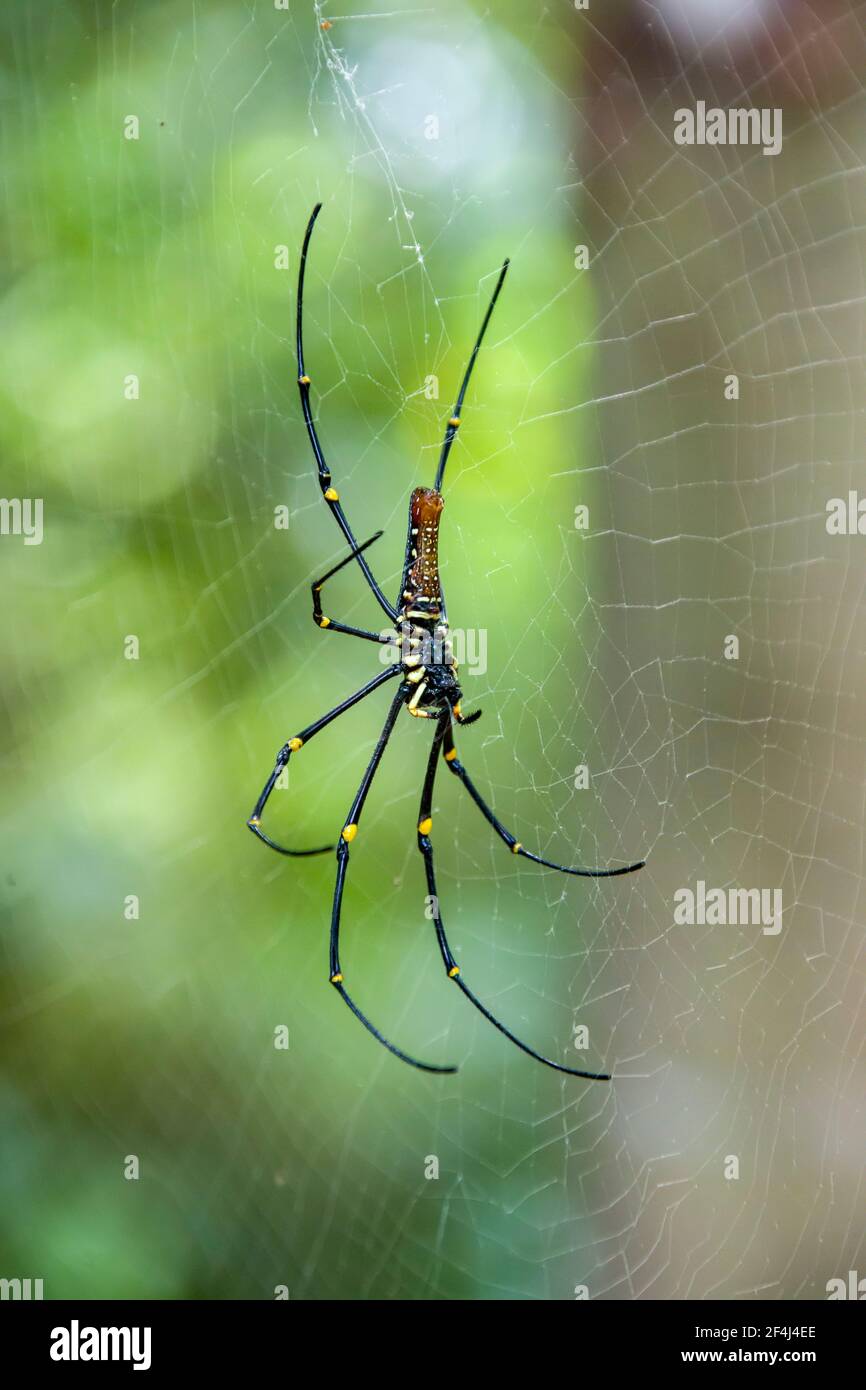 Une femme géante d'orbe dorée (Nephila pilipes) avec le Web dans la réserve de Sungei Buloh Wetland à Singapour. Les femelles sont grandes. Banque D'Images