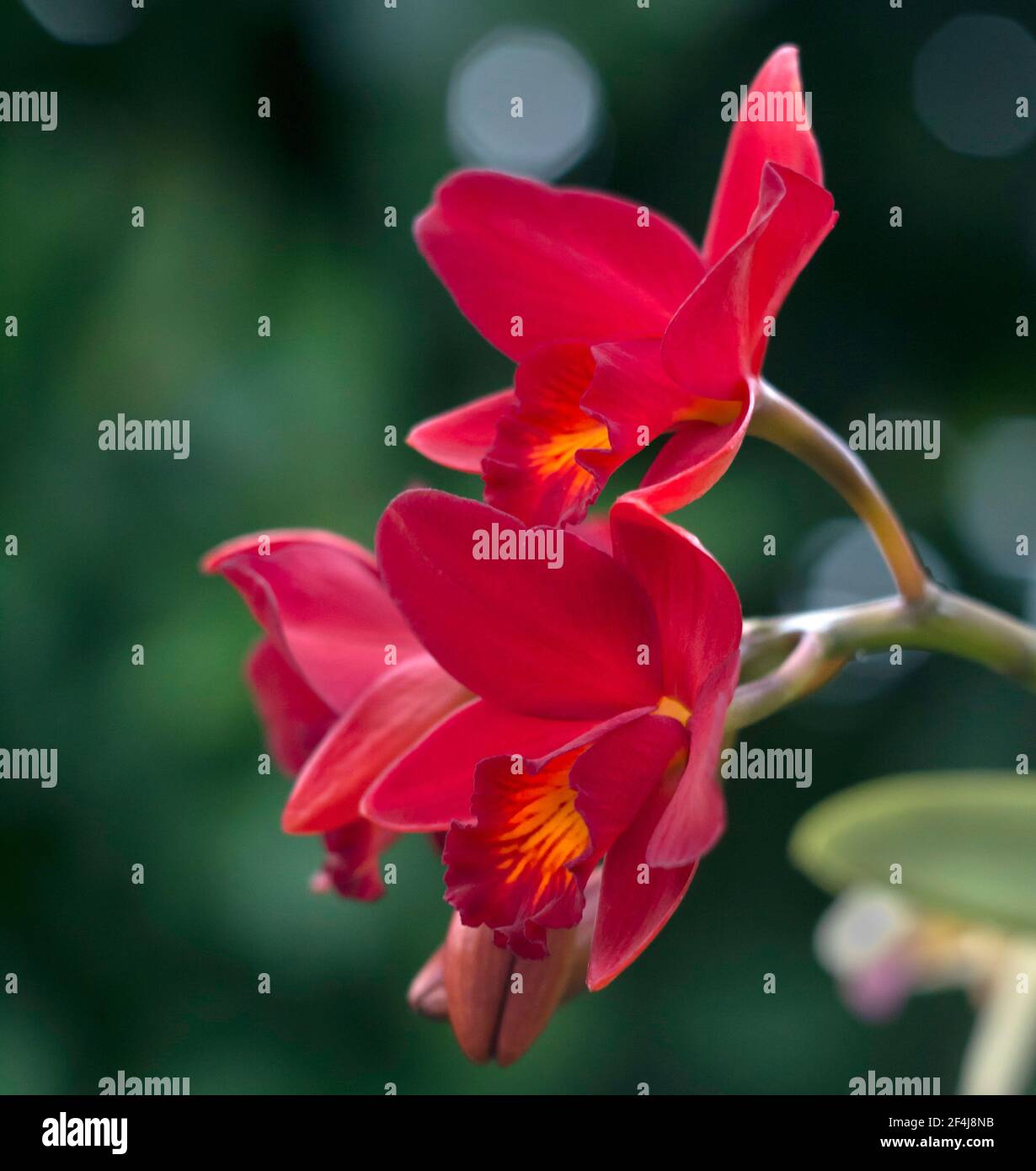 Orchidées hybrides Red Cattleya laelinea en photo très étroite de profondeur de champ Banque D'Images