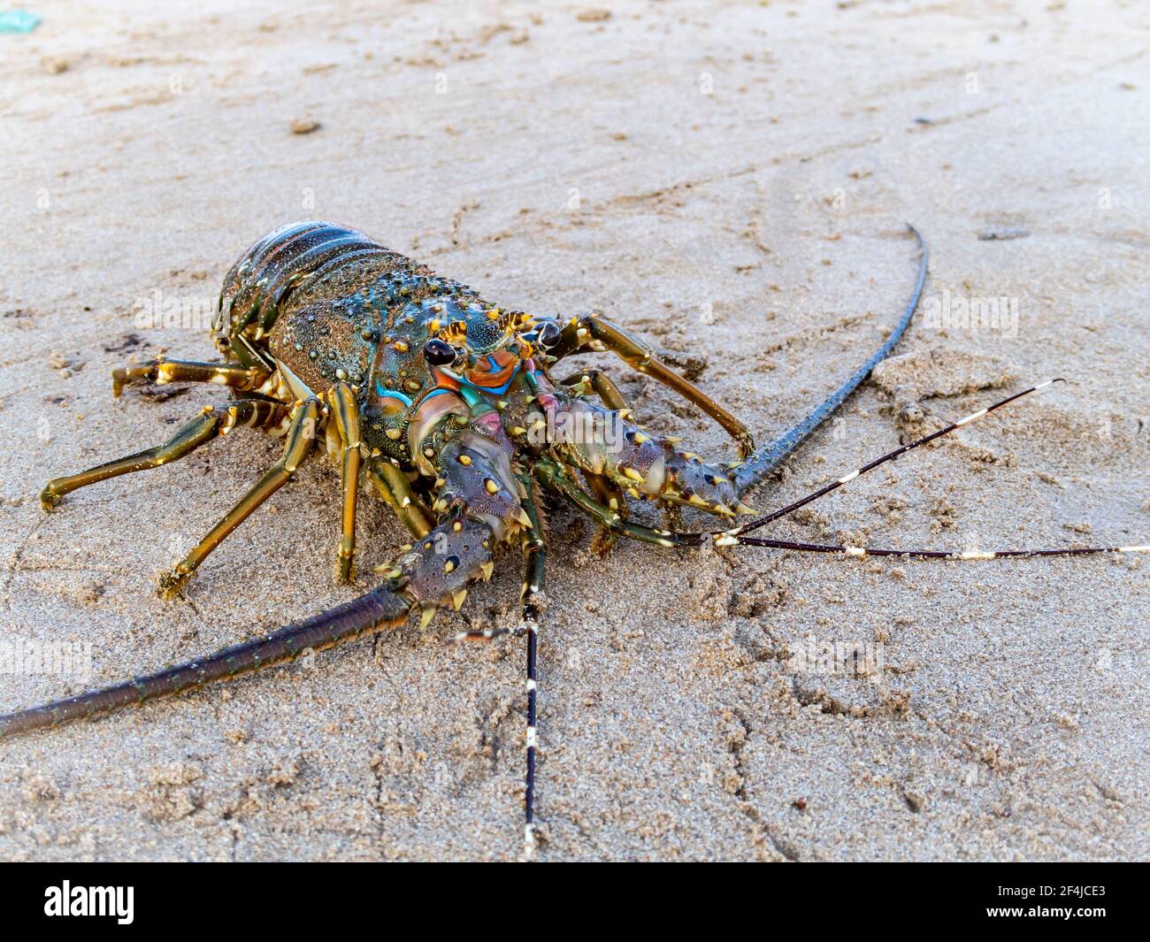 Écrevisse peinte (ou Rock Lobster, lat. Panulirus versicolor) crustacé avec de longues antennes sur la rive de l'océan Indien sur l'île de Sri Lank Banque D'Images