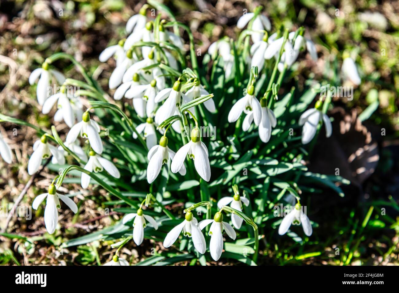 Les gouttes de neige fleurissent au printemps, Galanthus nivalis, Autriche Banque D'Images