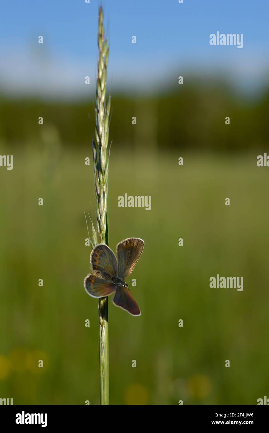 Marron argus papillon sur une plante . Petites ailes ouvertes aux papillons, ailes colorées, couleurs arc-en-ciel au soleil. Arrière-plan naturel. Banque D'Images