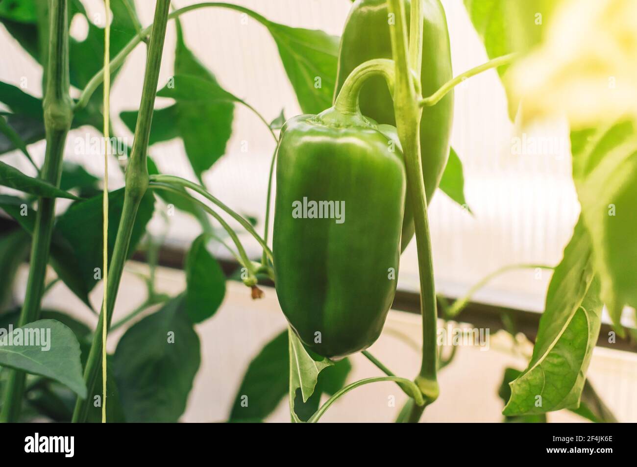 De beaux poivrons doux croissent dans une serre de près. Paprika juteuse fraîche sur une branche de brousse au soleil. Agriculture - grands poivrons doux Banque D'Images