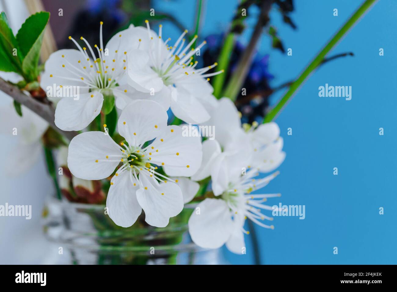 Un petit bouquet de petites fleurs blanches délicates sur fond bleu. Cerisiers en fleurs. Banque D'Images