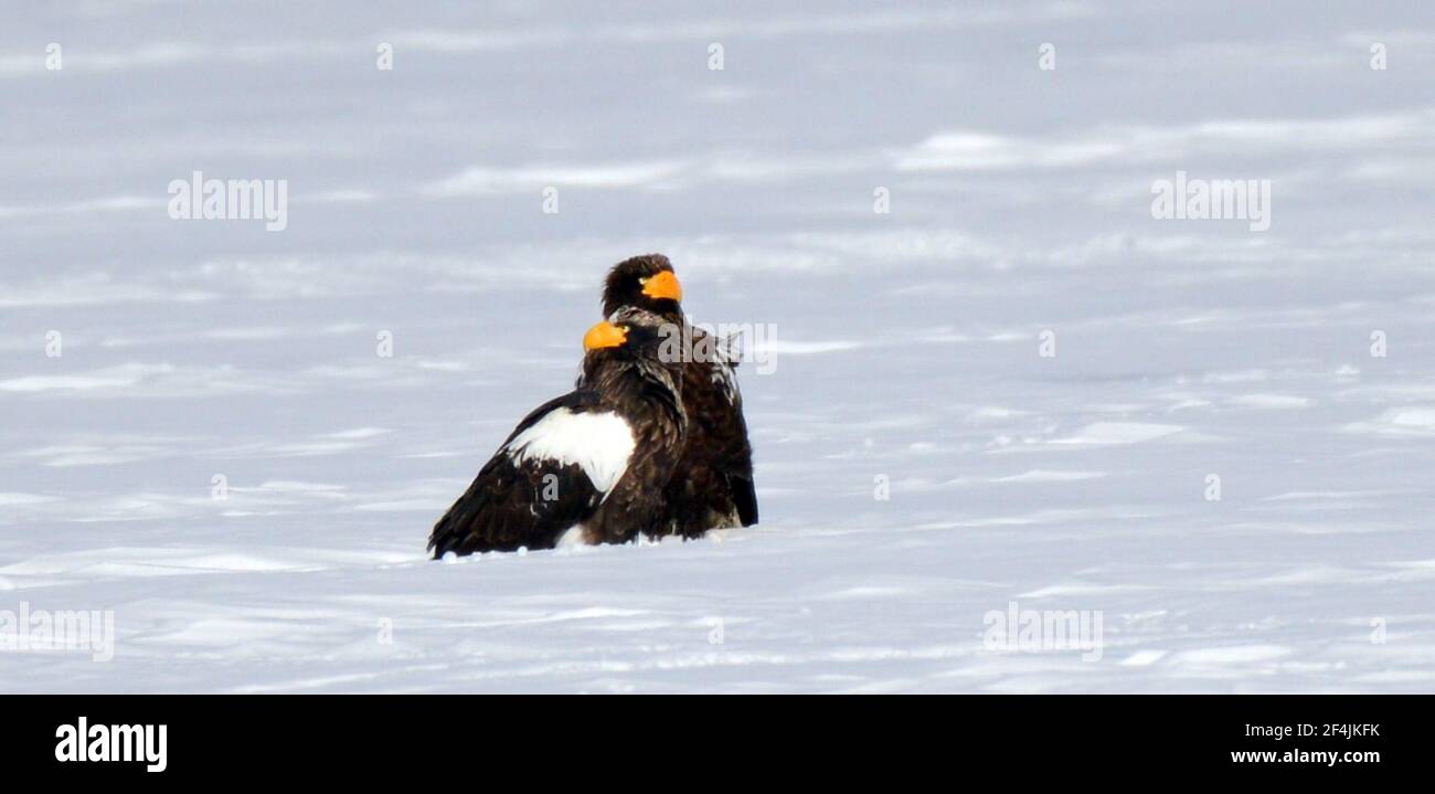 Un aigle de mer de Steller reposant sur la glace sur la côte Hokkaido de la mer d'Okhotsk. Banque D'Images