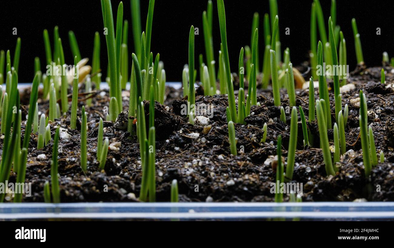 L'herbe d'avoine pousse sur fond noir. Germination et croissance de l'herbe verte. Banque D'Images