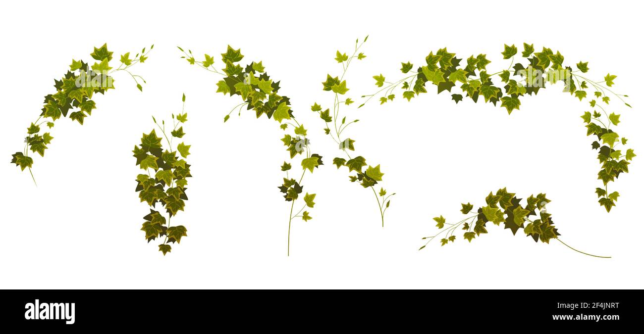 Ivy vignes coins et frontières, Creepers branches Illustration de Vecteur