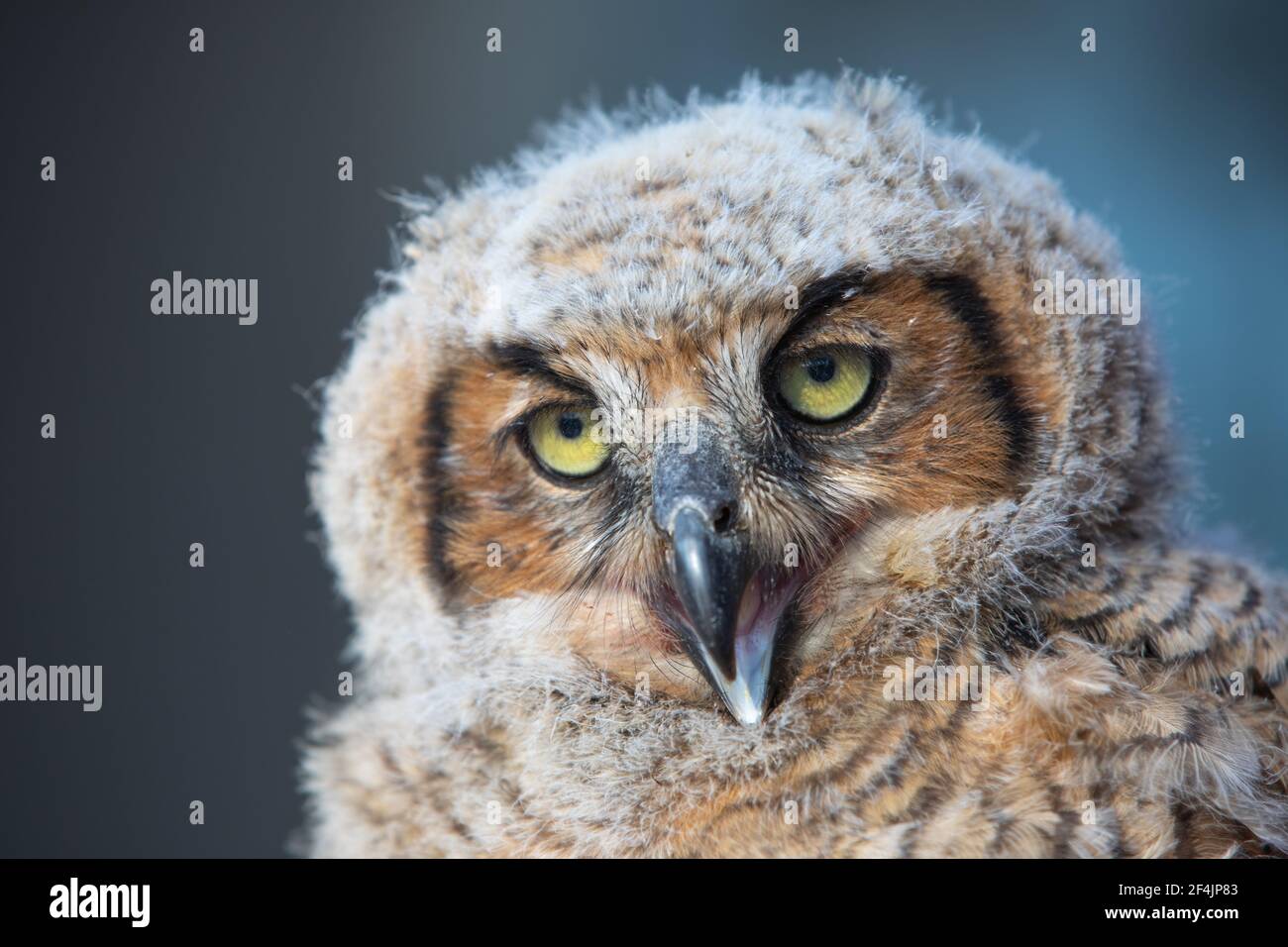 Portrait d'un grand Owlet à cornes. Banque D'Images
