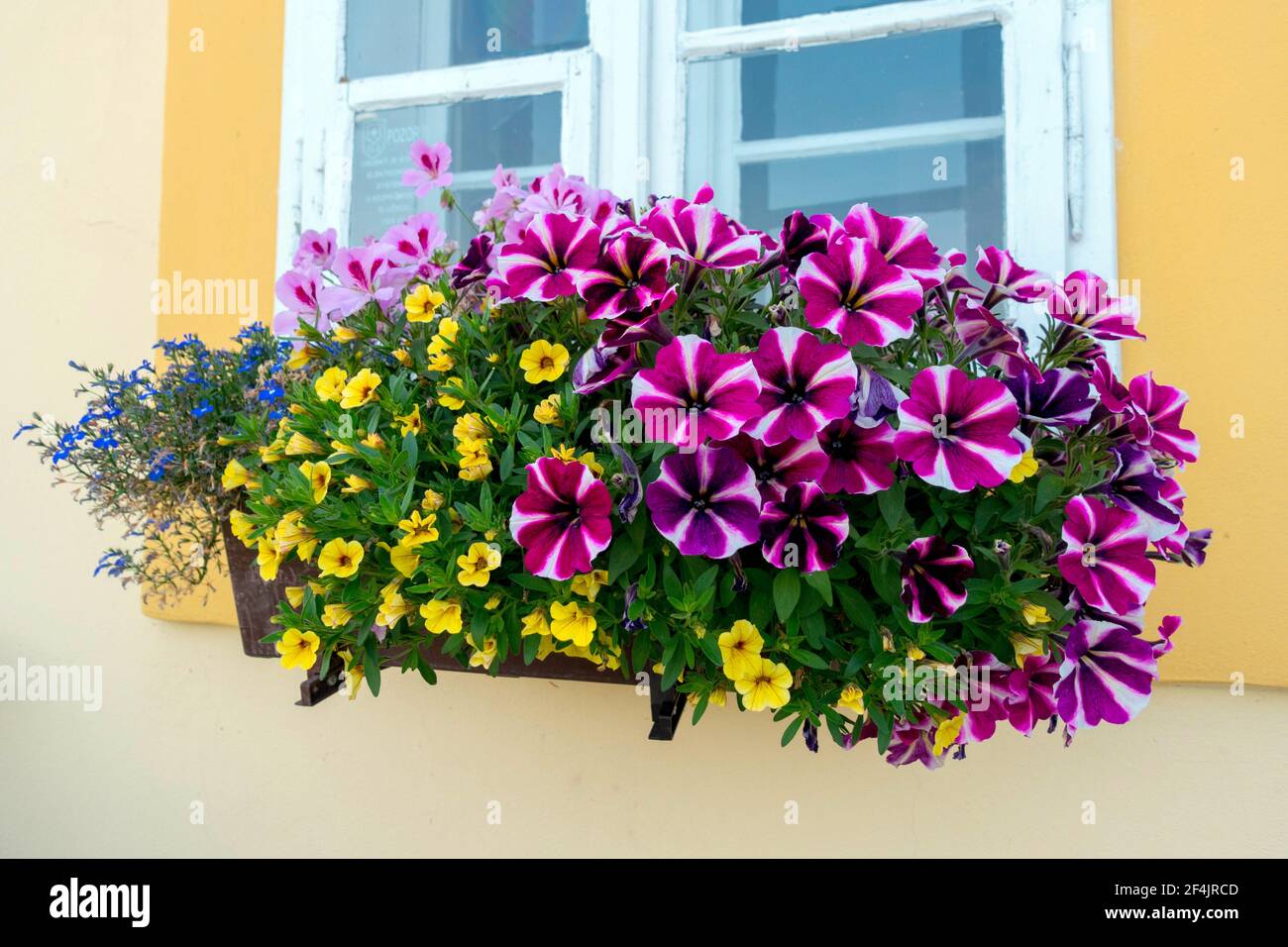 Fleurs annuelles d'été en pot sur la fenêtre Banque D'Images