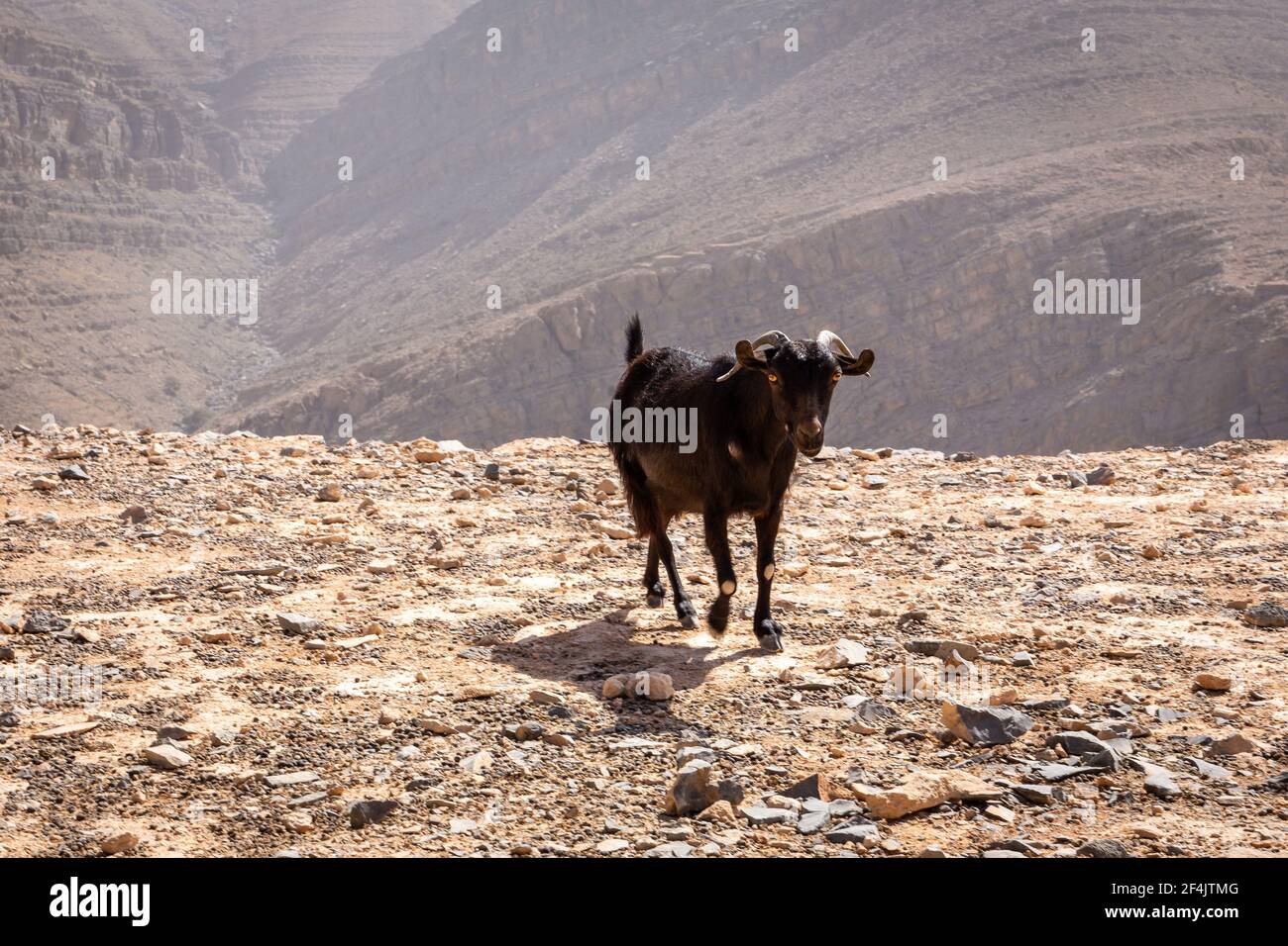 Chèvre noir (buck) avec des cornes et des yeux jaunes, se réveillant sur un sol pierreux avec des montagnes rocheuses stériles en arrière-plan dans la chaîne de montagnes Jebel JAIS. Banque D'Images