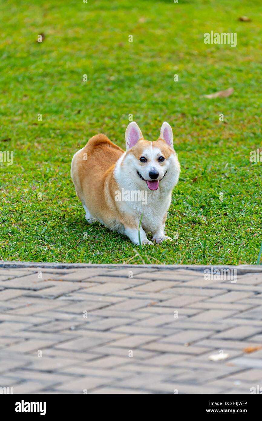 Adorable chien Corgi Pembroke pays de Galles jouant sur pelouse Banque D'Images