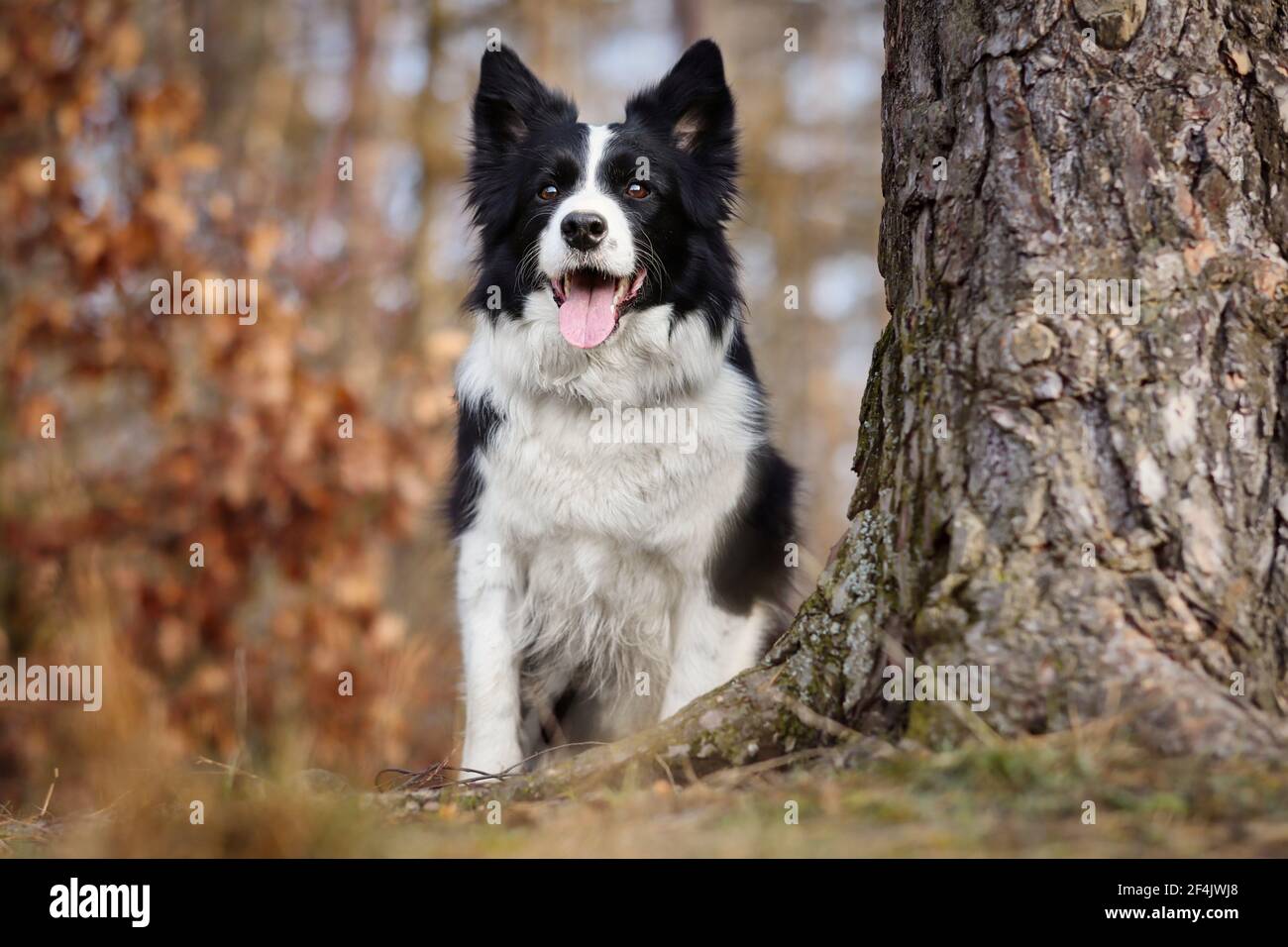Gros plan de la bordure assise de Collie à côté du tronc d'arbre dans la forêt d'automne. Adorable chien noir et blanc avec sa langue dans la nature. Banque D'Images