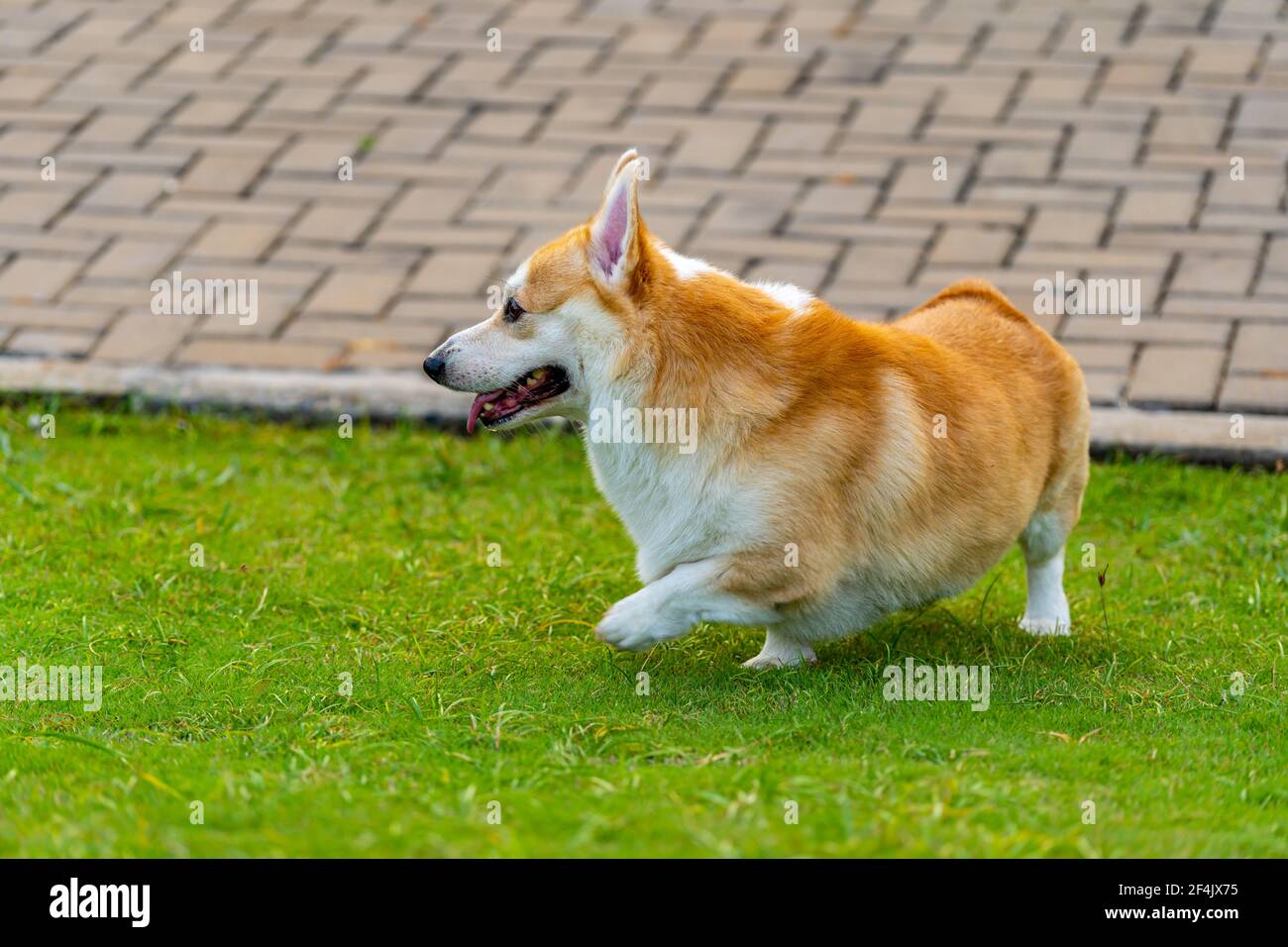 Un chien corgi de Pembroke gallois qui joue sur une pelouse Banque D'Images