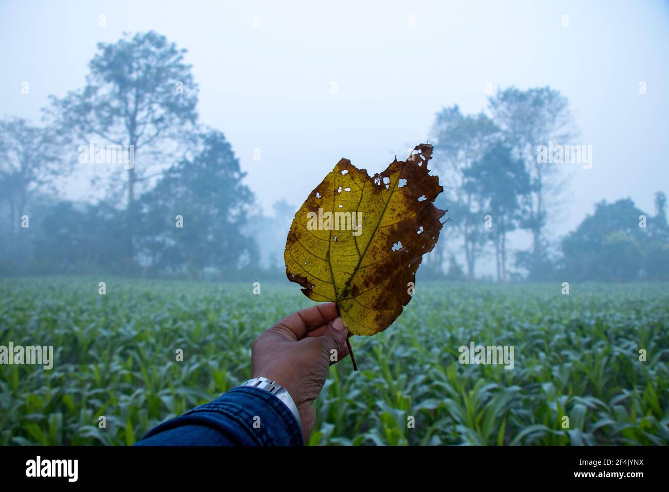 séchez la feuille à la main contre les terres agricoles et le ciel avec du flou arrière-plan Banque D'Images