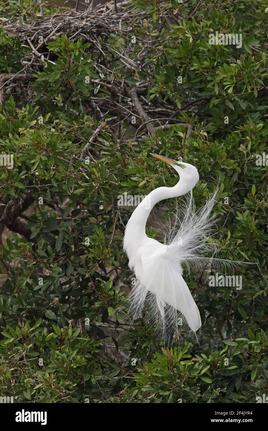 Exposition Great White Egret (Casmerodius albus) Venice Rookery, floride, États-Unis BI000206 Banque D'Images