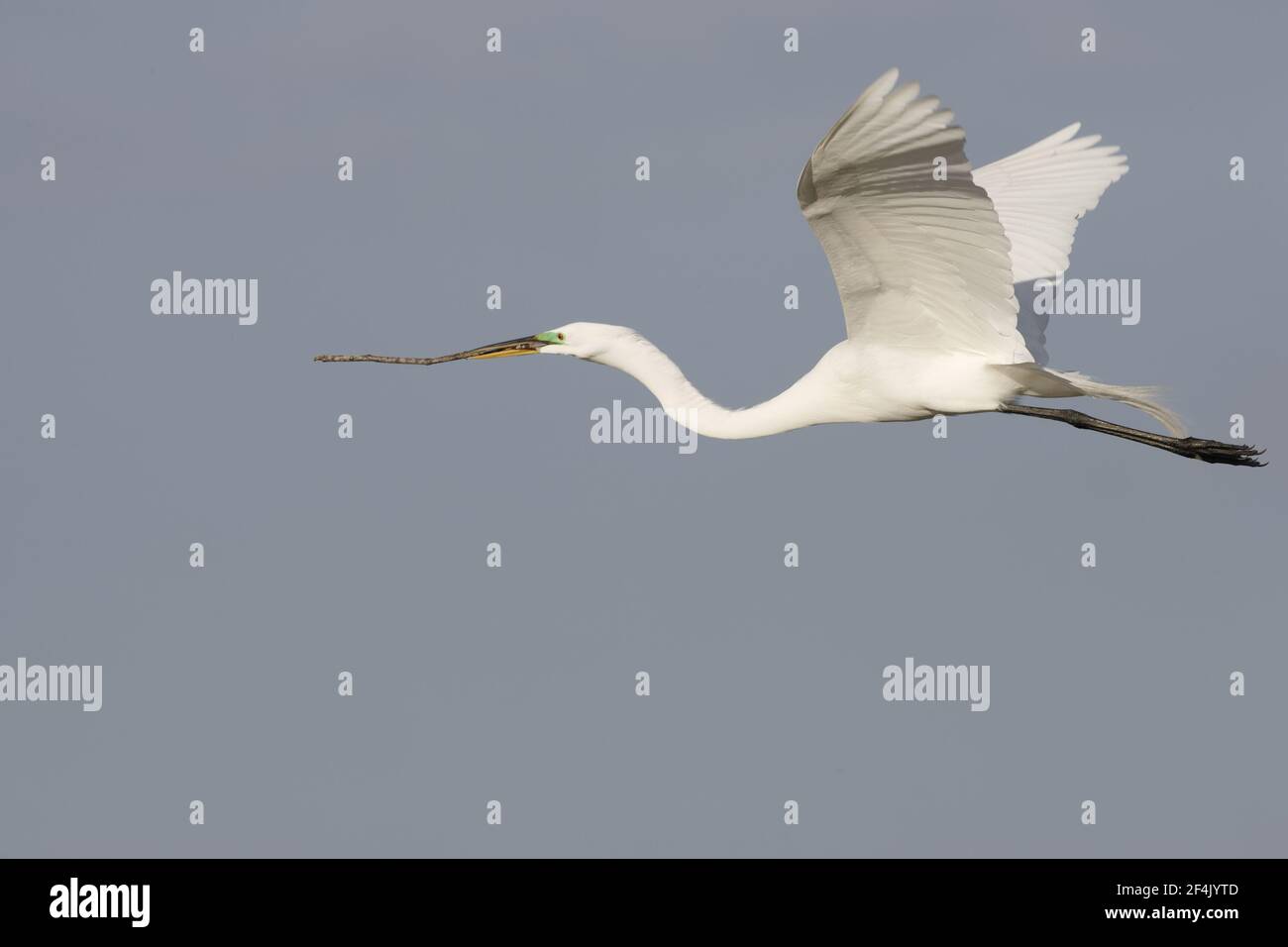 Great White Egret - porte des bâtons de retour au nid (Casmerodius albus) Venice Rookery, floride, États-Unis BI000254 Banque D'Images