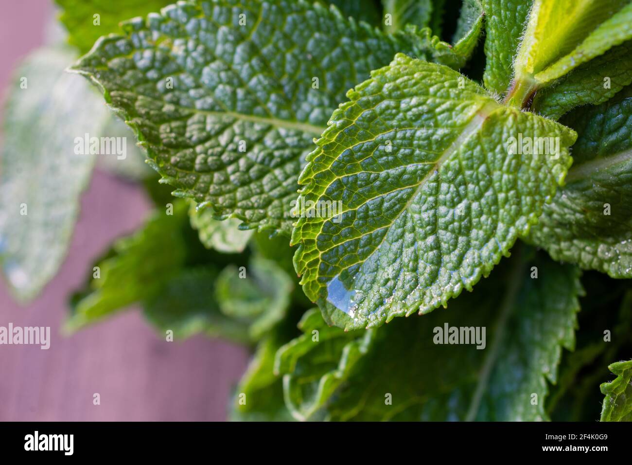 Gros plan des feuilles de menthe avec de l'eau, sur une table en bois, horizontale Banque D'Images