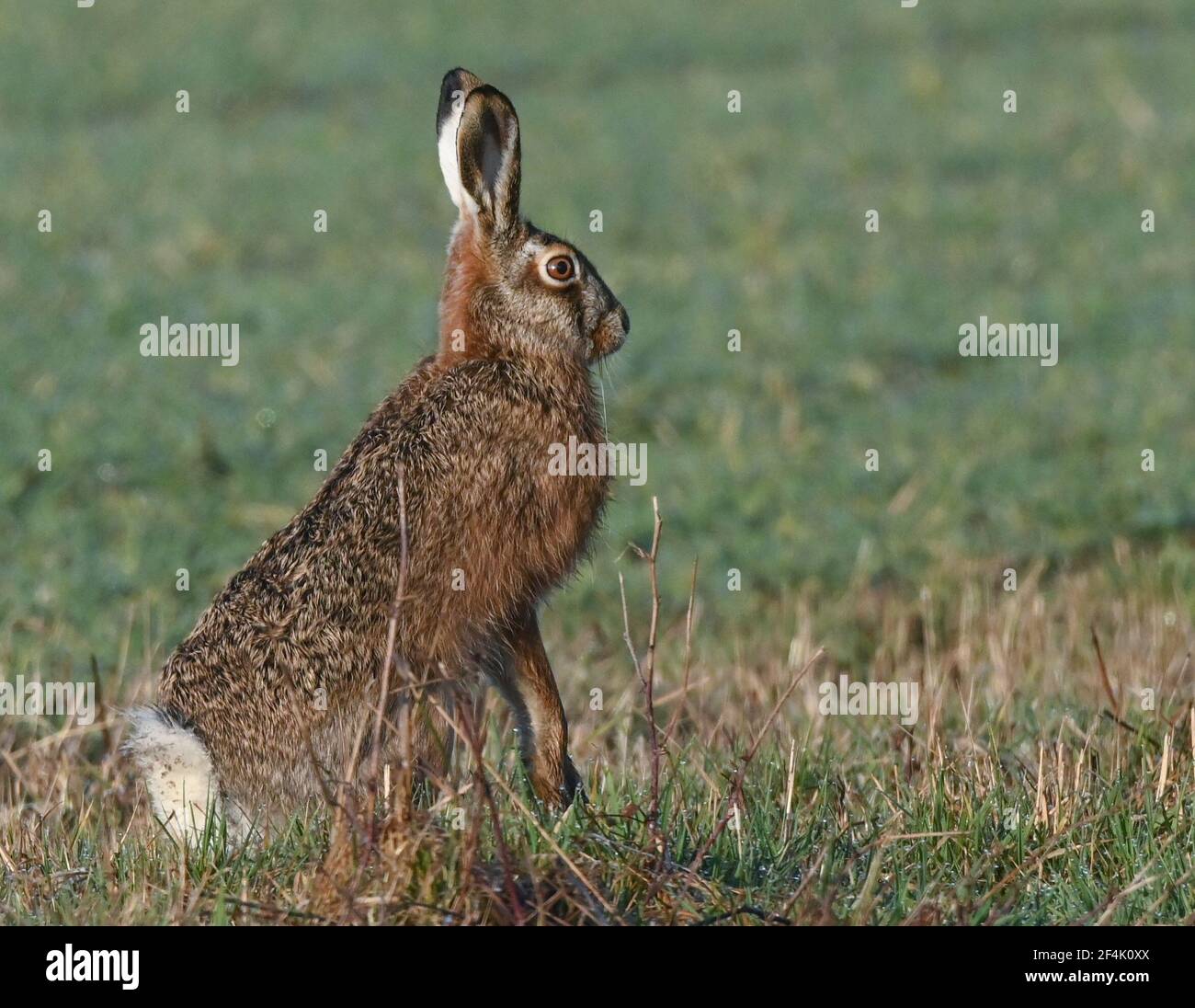 Reitwein, Allemagne. 19 mars 2021. Un lièvre brun (Lepus europaeus) croque tôt le matin au bord d'un champ dans l'Oderbruch, un paysage cultivé dans l'est de l'état de Brandebourg. Le lièvre brun est également appelé lampe maître dans le vernaculaire. En particulier le matin, de nombreuses espèces sauvages peuvent être observées sur les champs et les prairies étendus de l'Oderbruch. Credit: Patrick Pleul/dpa-Zentralbild/ZB/dpa/Alay Live News Banque D'Images