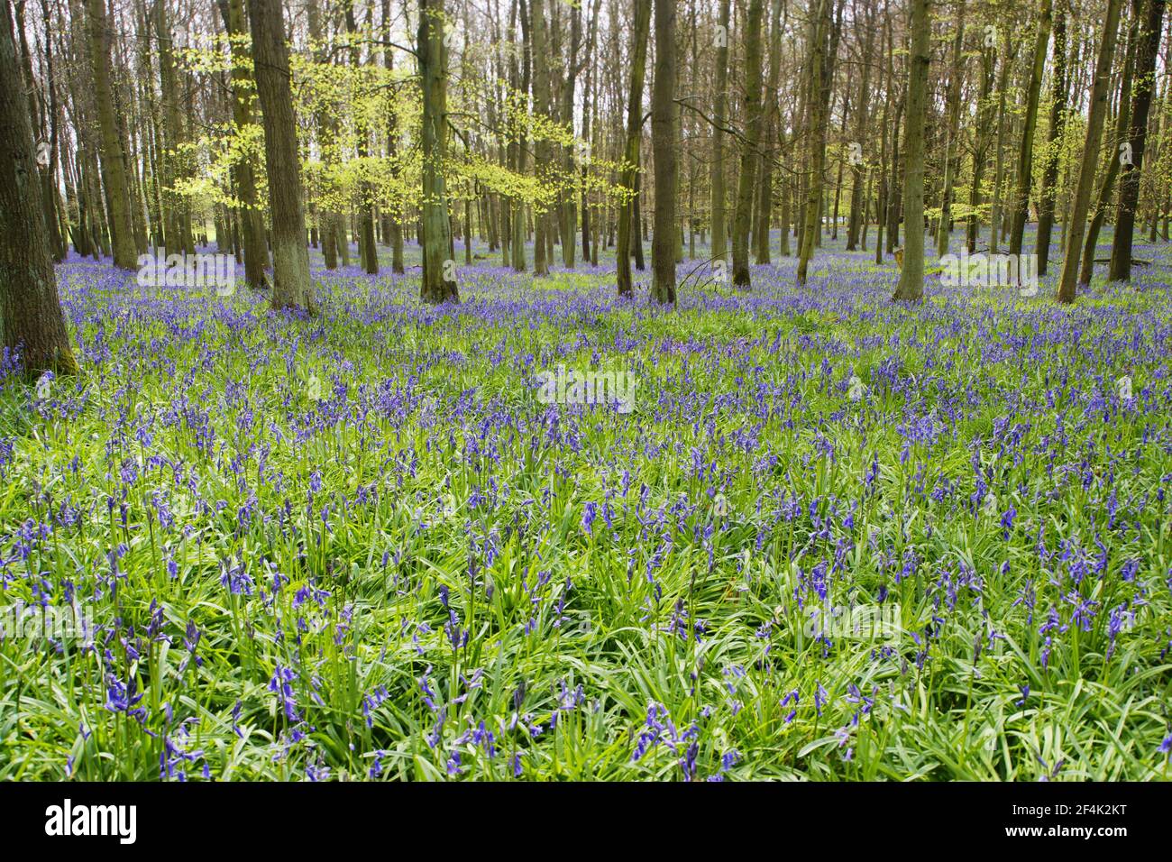 Bluebells in Beech Woodland(jacynthoides non-scripta) Dockey Wood, Herts, Royaume-Uni PL000173 Banque D'Images