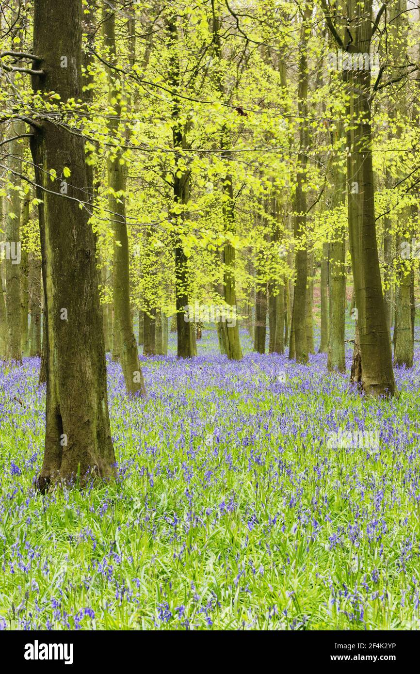 Bluebells in Beech Woodland(jacynthoides non-scripta) Dockey Wood, Herts, Royaume-Uni PL000187 Banque D'Images