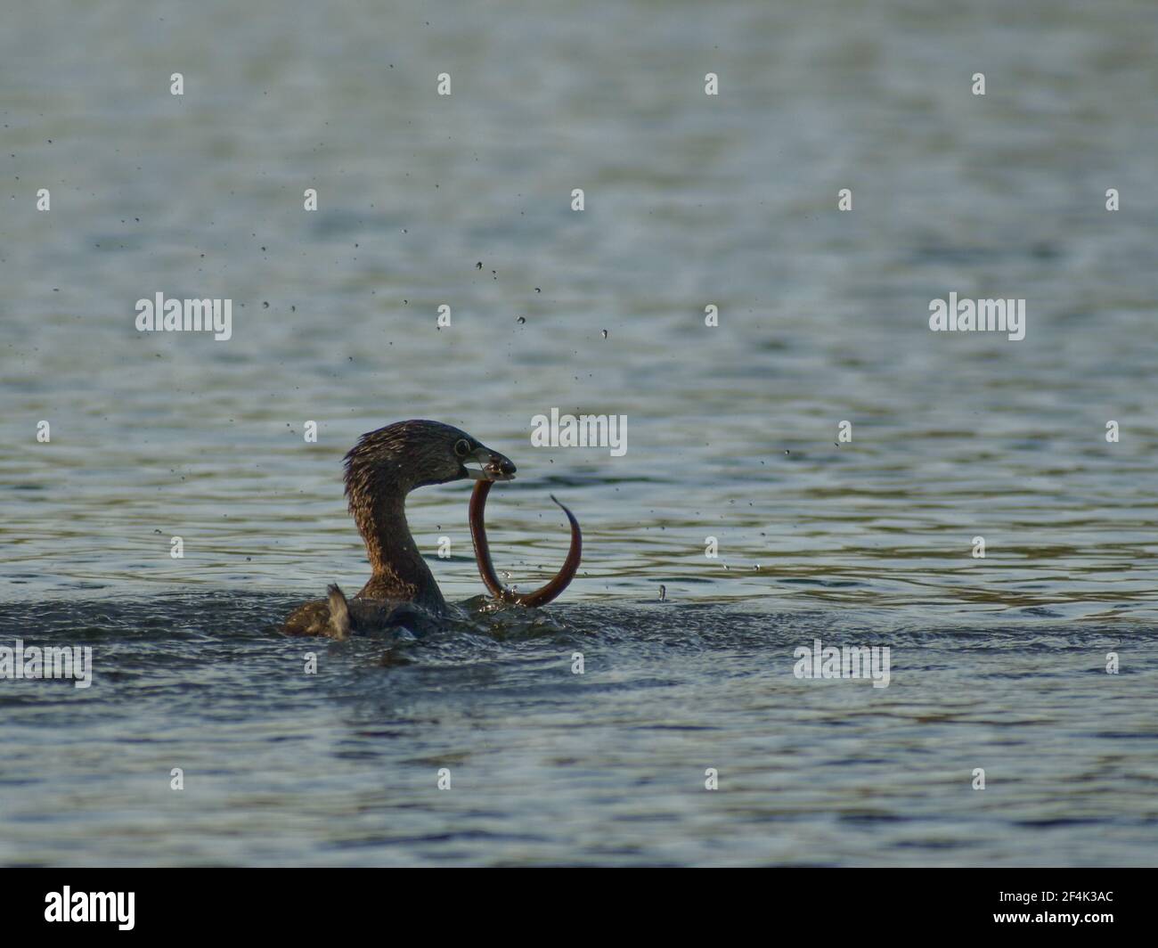 La grèbe à bec de pied (Podilymbus podiceps antarcticus) lutte avec une jeune anguille Banque D'Images