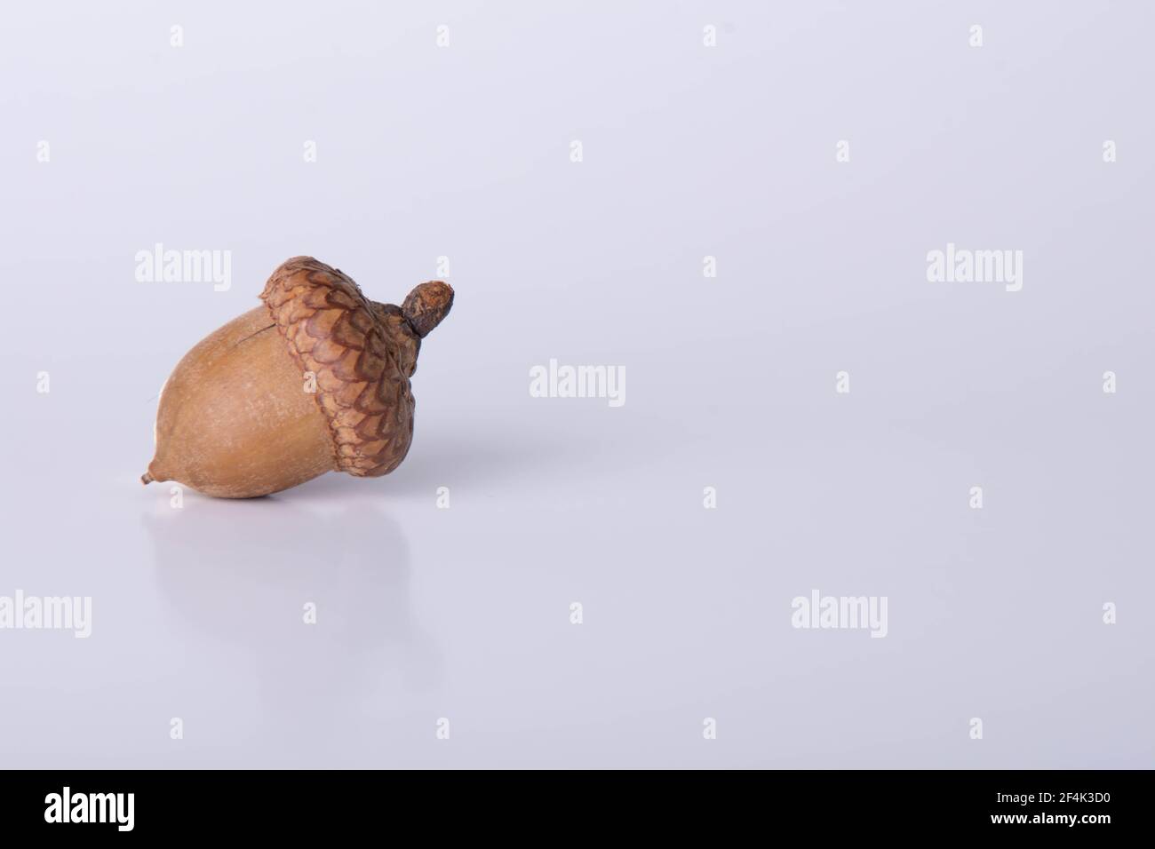 Un Acorn sur fond blanc. Banque D'Images