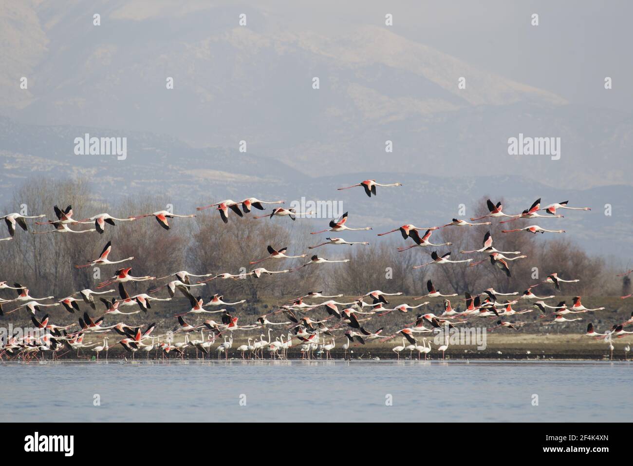 Flamant rose - troupeau d'hivernage en vol au-dessus du lac Phoenicopterus ruber Lake Kerkini Grèce BI021964 Banque D'Images