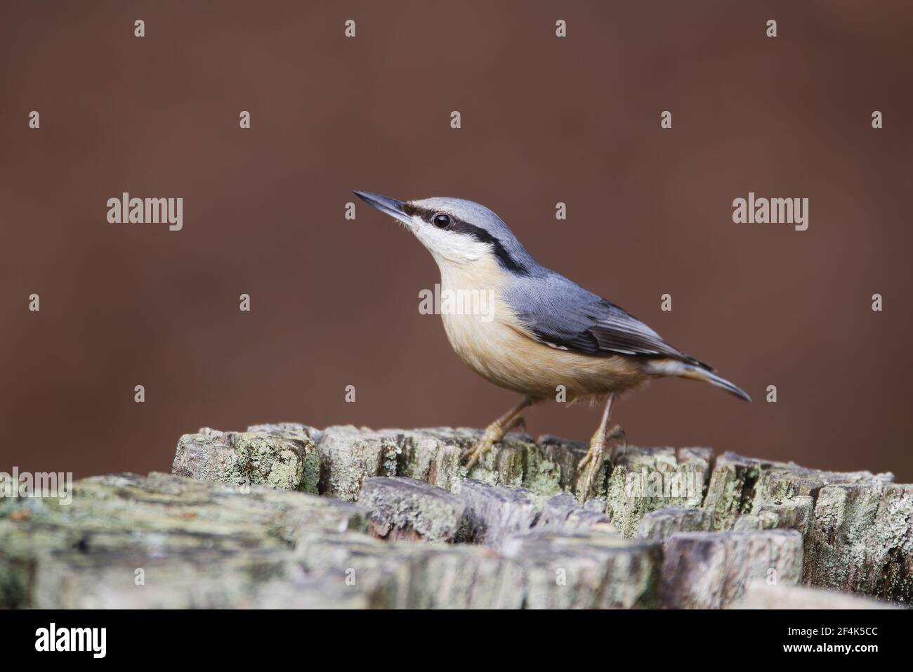 Blanche Sitta europaea Parc national New Forest, Hampshire UK BI022156 Banque D'Images