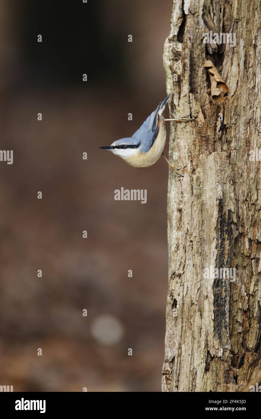 Blanche Sitta europaea Parc national New Forest, Hampshire UK BI022165 Banque D'Images