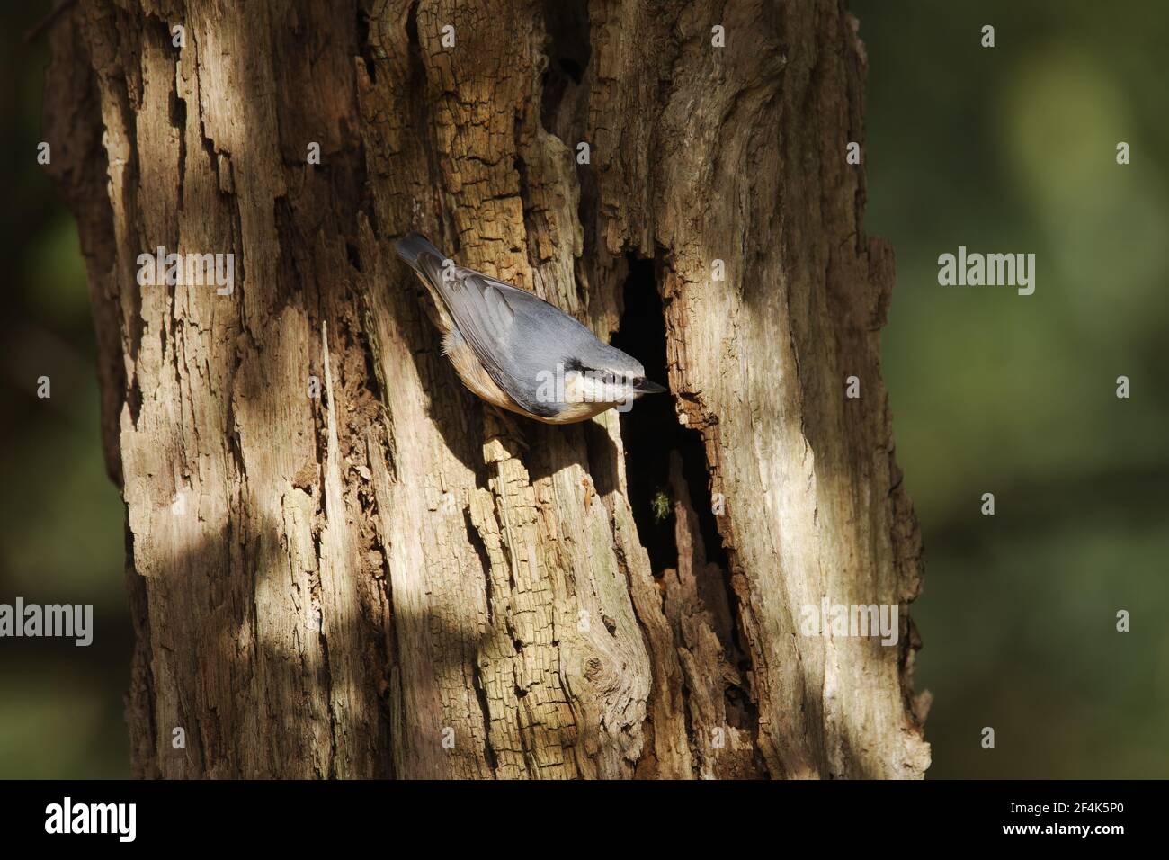 Blanche Sitta europaea Parc national New Forest, Hampshire UK BI022172 Banque D'Images