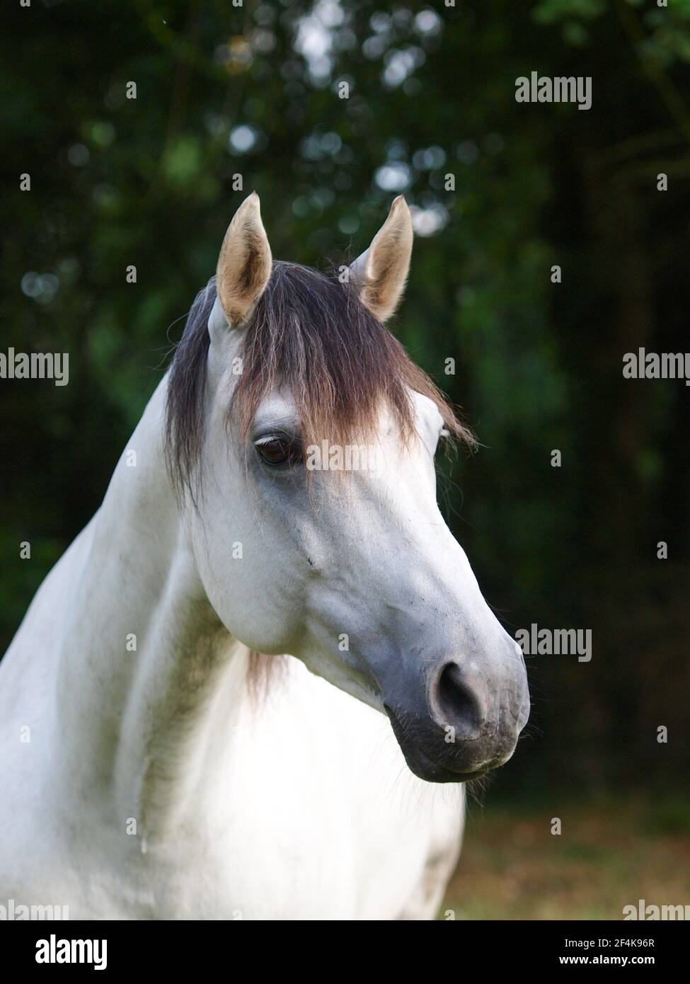 Une tête d'un beau cheval gris. Banque D'Images