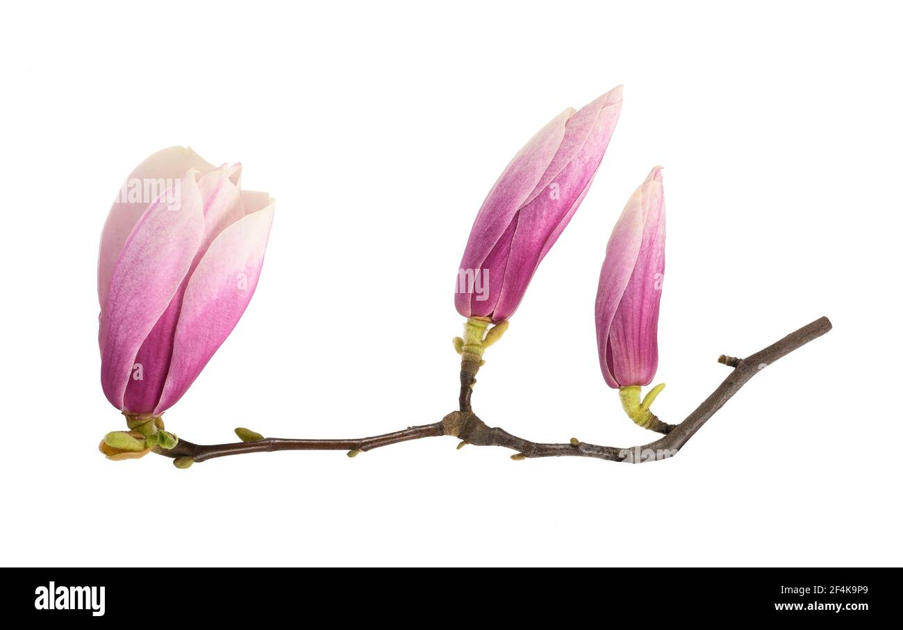 Belles fleurs rose Magnolia soulangeana isolées sur blanc Banque D'Images