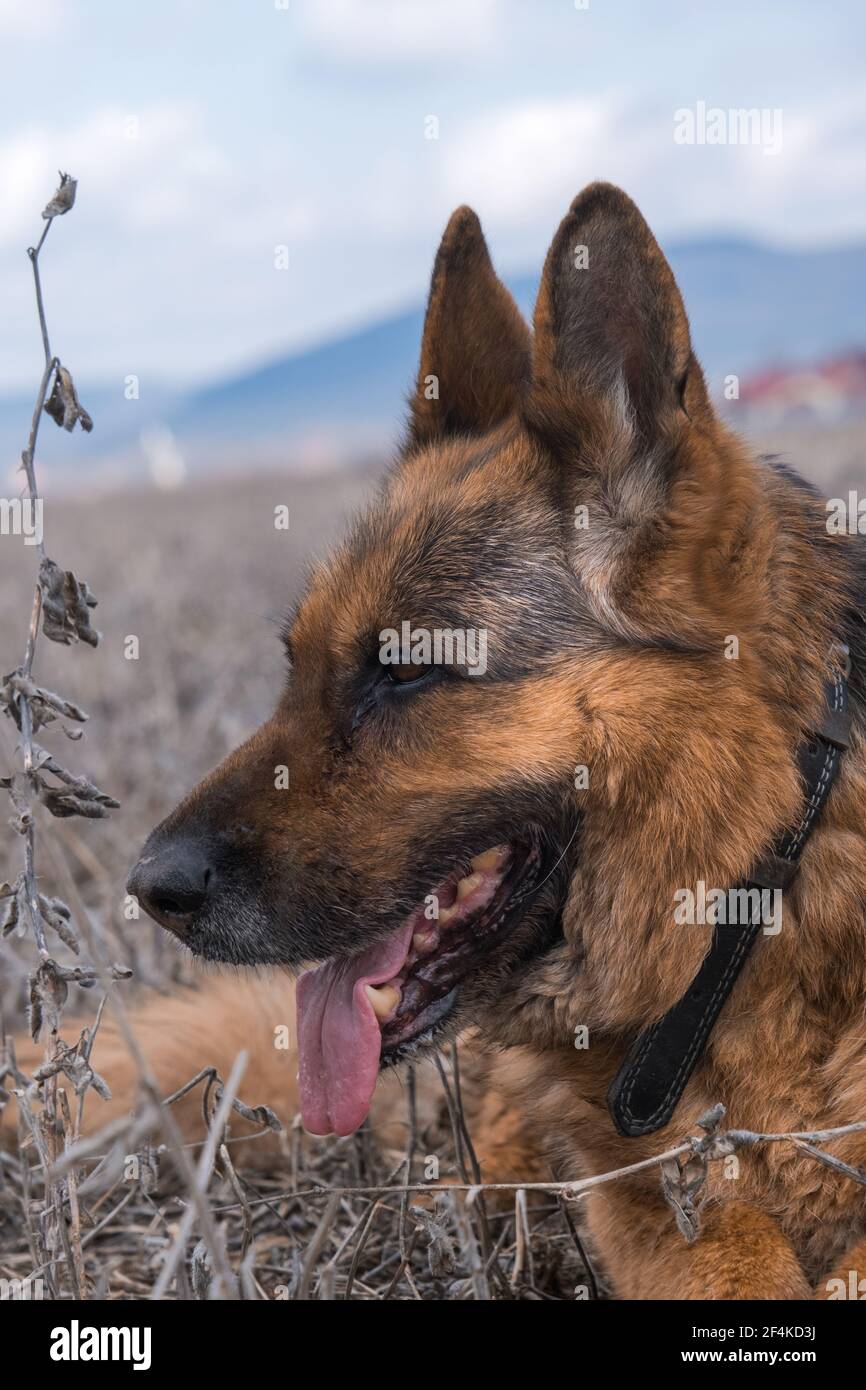 Photos d'un chien allemand de Shepard âgé de 10 ans. Banque D'Images