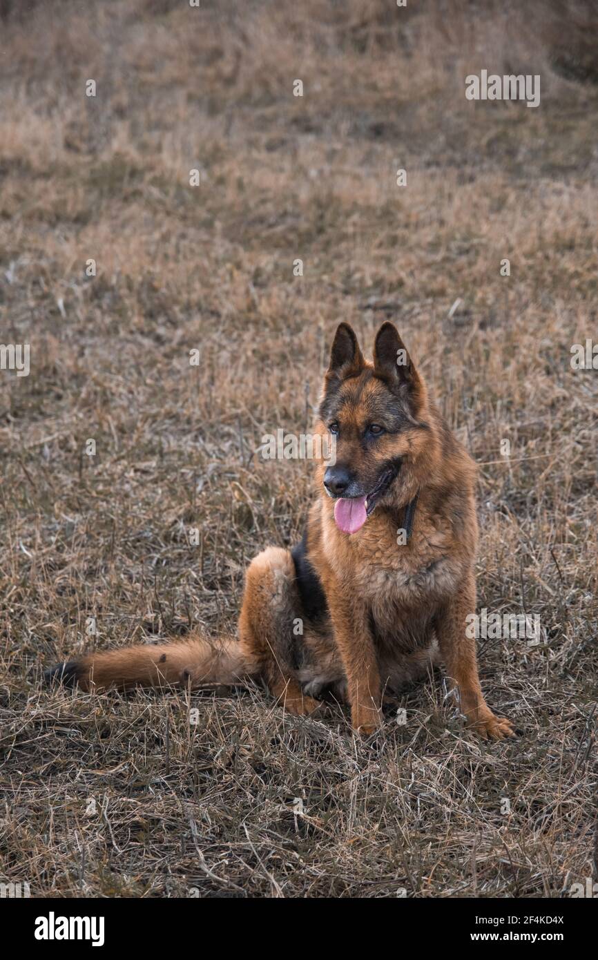 Photos d'un chien allemand de Shepard âgé de 10 ans. Banque D'Images