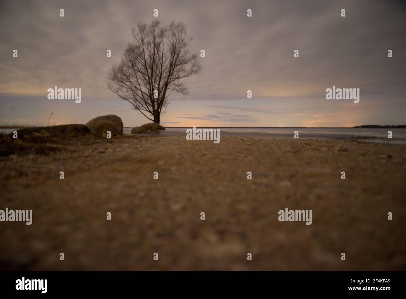 un seul arbre sur le rivage du lac la nuit avec ciel étoilé et nuages. Les lumières du nord sont visibles à l'horizon. Route d'accès au lac. Nuit Banque D'Images