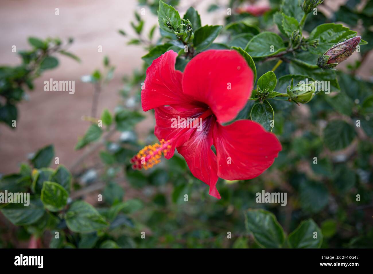 Une fleur rouge brousse avec un centre protubérant. Plantes exotiques de l'Égypte. Banque D'Images