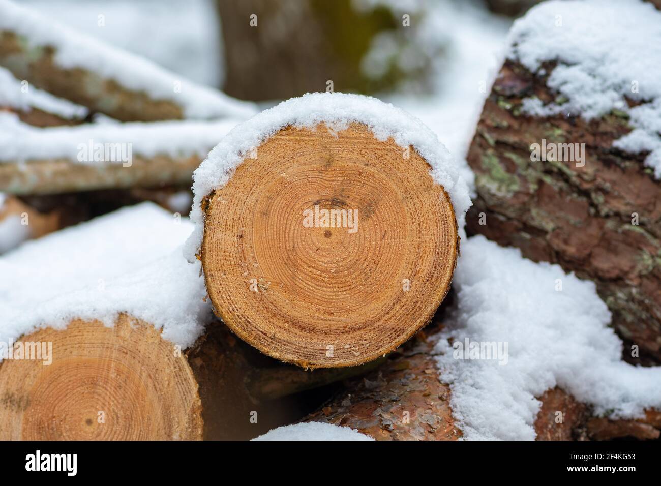 Pile composée de blocs, morceaux ou billes de bois en hiver ou au printemps couverts de neige. Empiler le bois pour le séchage et le stockage, gros plan Banque D'Images