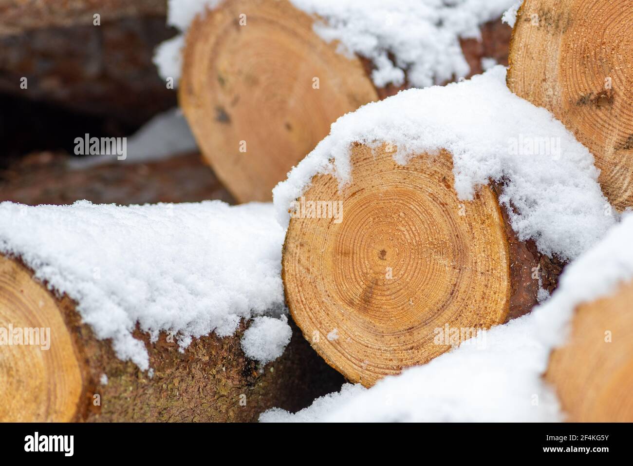 Pile composée de blocs, morceaux ou billes de bois en hiver ou au printemps couverts de neige. Empiler le bois pour le séchage et le stockage, gros plan Banque D'Images